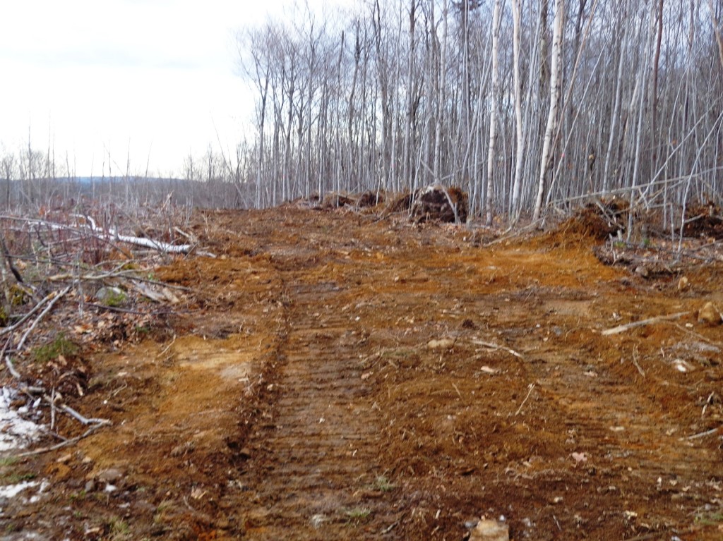 Trail along the west edge of the clearcut